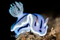 Nudibranch Portrait, Philippines