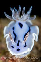 Nudibranch, Philippines
