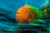 Painted Frogfish Pan, Philippines