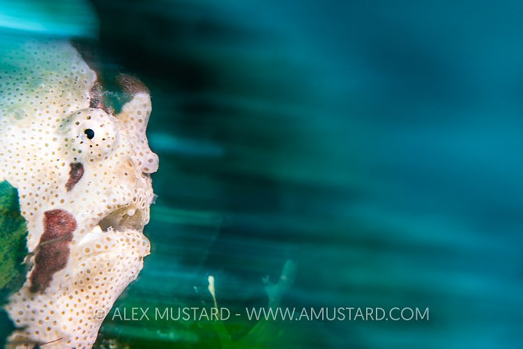 Frogfish Face, Philippines
