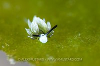 Shawn The Sheep, Philippines
