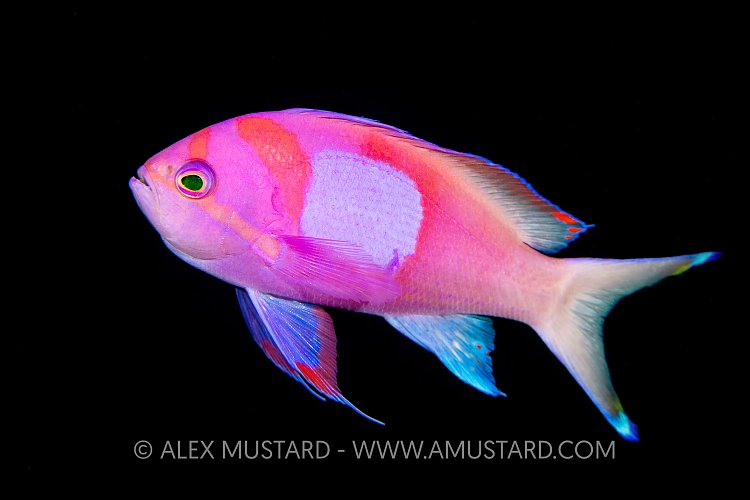 Anthias Portrait, Philippines
