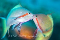Anthias Tussle, Philippines