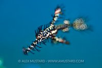 Ghost Pipefish Portrait, Philippines