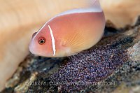 Anemonefish With Eggs, Philippines
