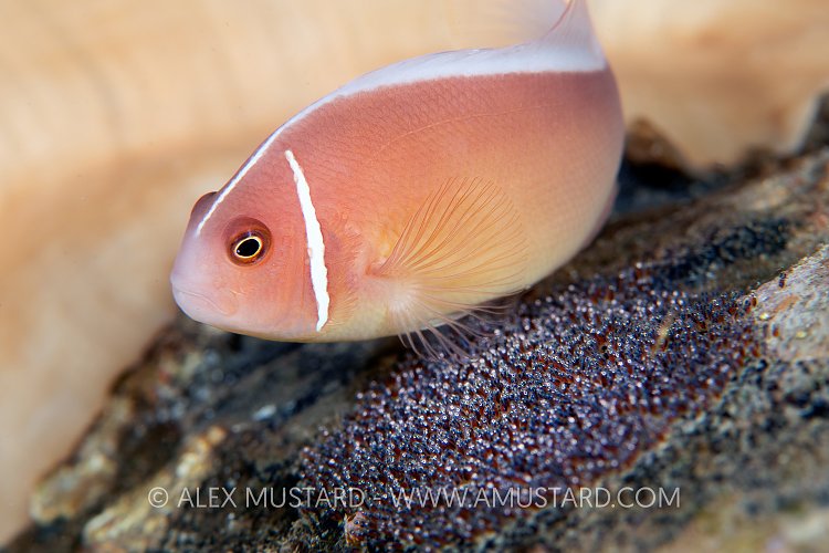 Anemonefish With Eggs, Philippines