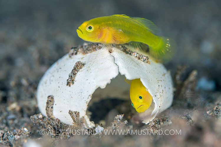 Goby House, Philippines
