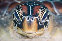 Green Turtle Face, Philippines