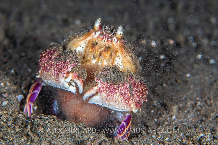 Crab Releasing Babies, Philippines