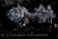 Velvetfish, Philippines