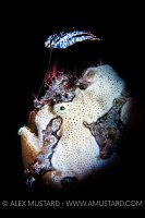 Warty Frogfish Fishing, Philippines