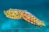 Swimming Blue Ring, Philippines