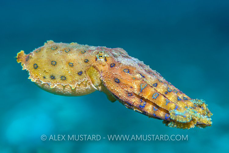 Swimming Blue Ring, Philippines
