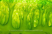 Sea squirt details, Philippines