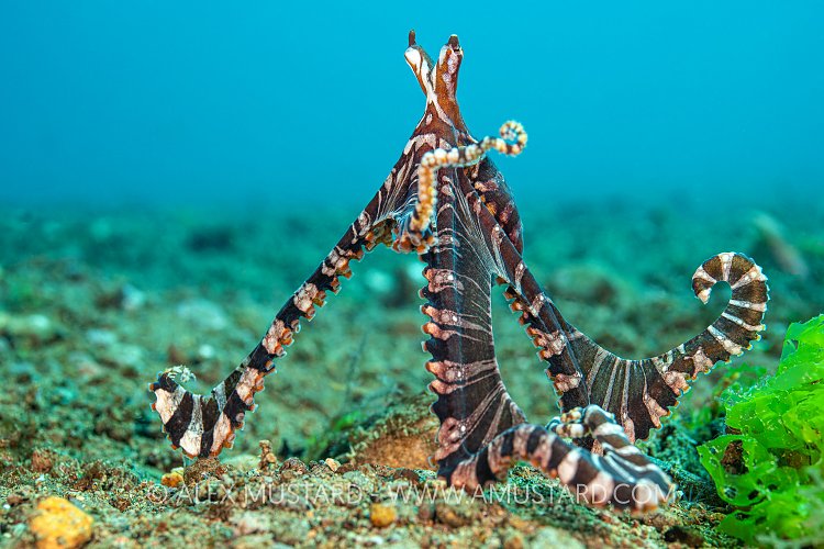 Wonderpus Octopus, Philippines