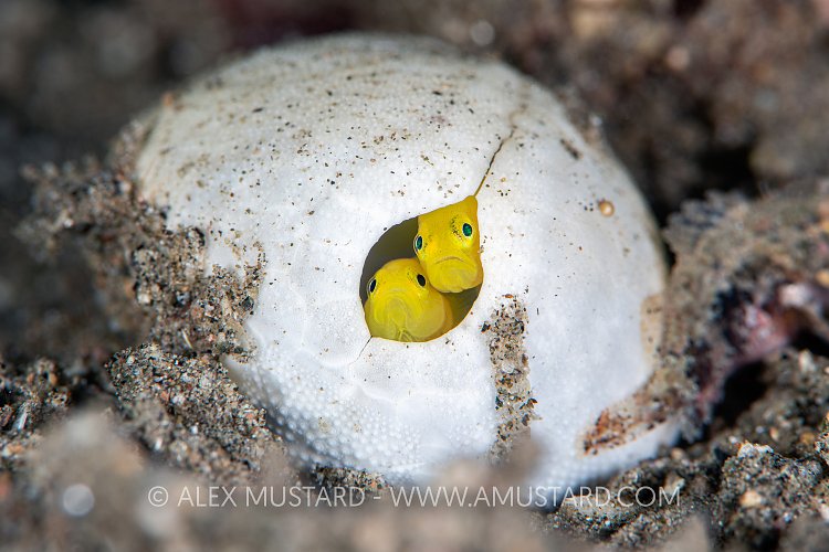 Goby Lookout, Philippines