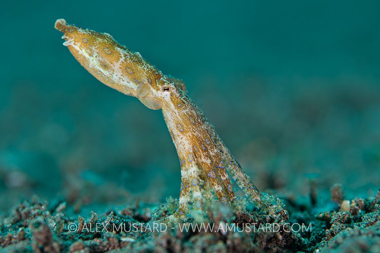 Blue Ring Pose, Philippines