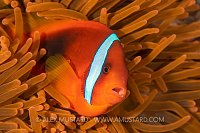 Tomato Clownfish, Philippines