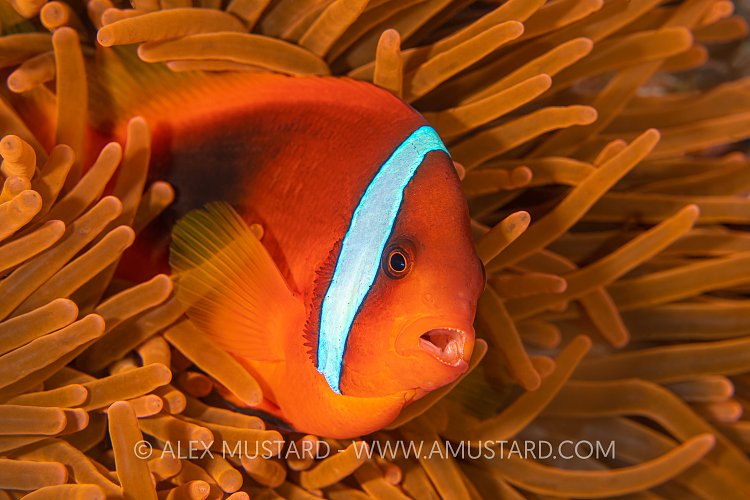 Tomato Clownfish, Philippines