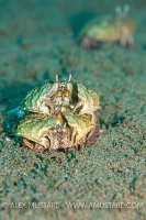 Crab Fight, Philippines
