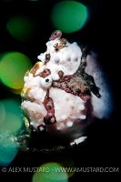 Warty Frogfish, Philippines