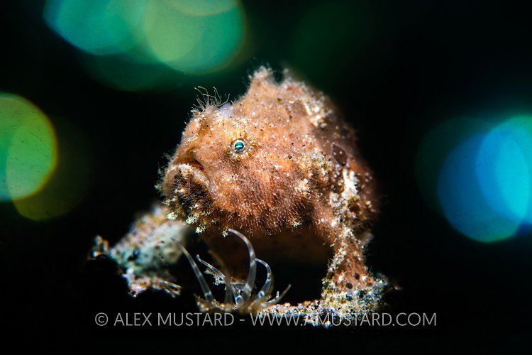 Sunset Frogfish, Philippines