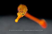 Pipefish Portrait, Philippines