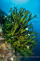 Green Coral. Indonesia