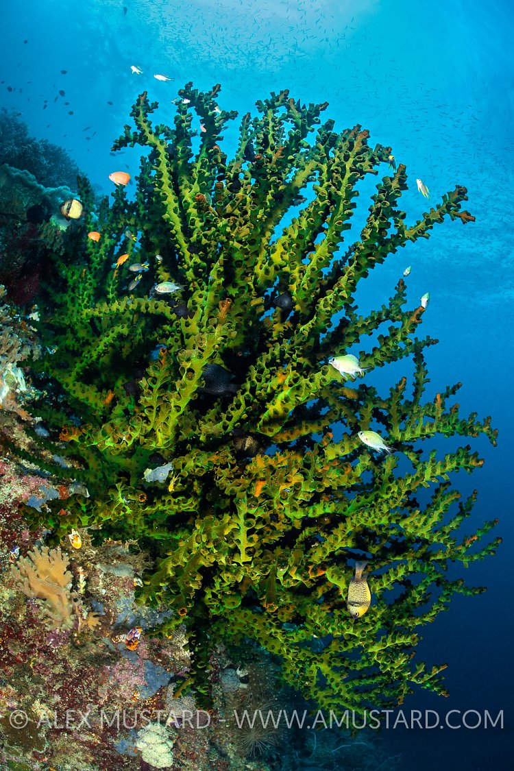 Green Coral. Indonesia