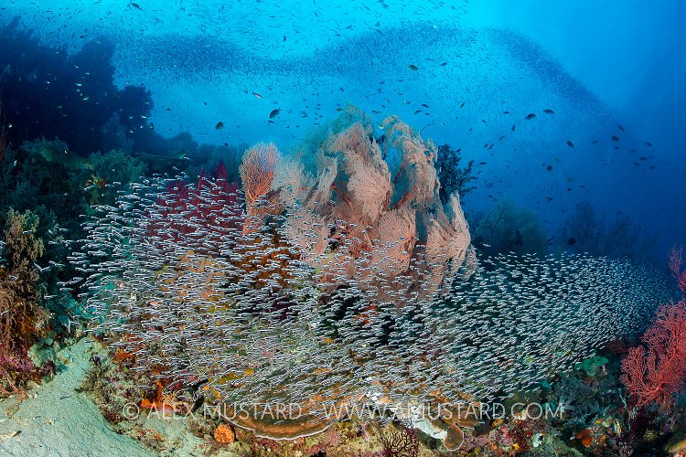 Bustling Reef, Indonesia