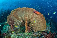 Grouper And Fan. Indonesia