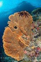 Sea Fan On Reef, Indonesia