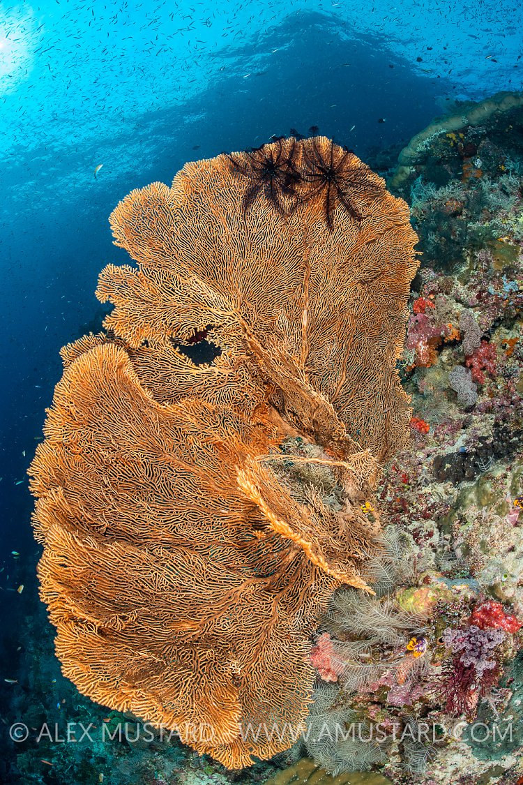 Sea Fan On Reef, Indonesia
