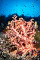 Butterflyfish & Soft Coral, Indonesia