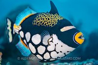 Clown Trigger, Indonesia