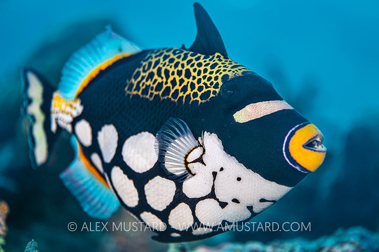 Clown Trigger, Indonesia