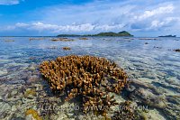 Exposed Corals, Indonesia