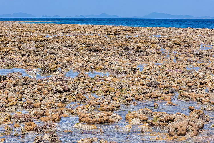 Exposed Corals, Indonesia