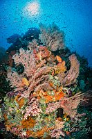 Busy Reef, Indonesia