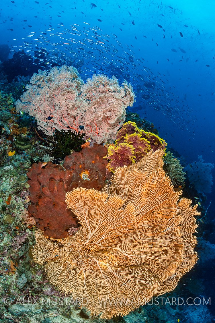Busy Reef, Indonesia