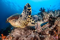 Hawksbill Feeding, Indonesia
