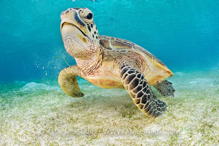 Turtle over Seagrass, Indonesia