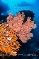Coral Reef Scene, Indonesia