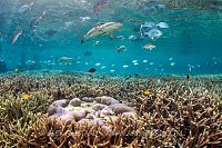 Shark Over Reef. Indonesia