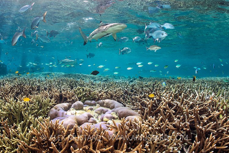 Shark Over Reef. Indonesia