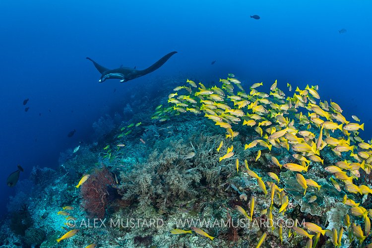 Manta And Snappers. Indonesia