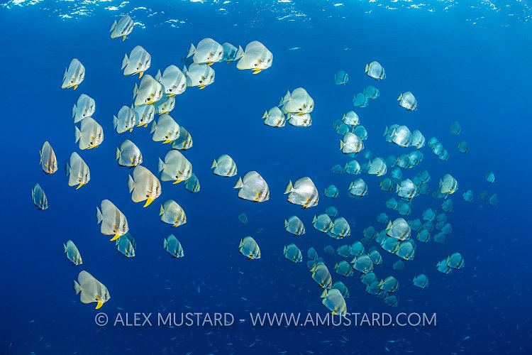Schooling Batfish, Indonesia