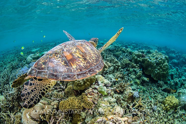 Turtle Swimming, Indonesia