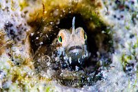 Unicorn Blenny, Egypt
