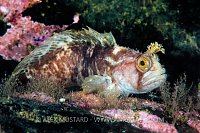 Yarrell's Blenny. Scotland